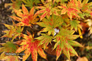 - FOR PICKUP ONLY | Acer shirasawanum 'Autumn Moon' Full Moon Japanese Maple | DOES NOT SHIP - Mr Maple │ Buy Japanese Maple Trees