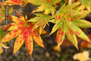 - FOR PICKUP ONLY | Acer shirasawanum 'Autumn Moon' Full Moon Japanese Maple | DOES NOT SHIP - Mr Maple │ Buy Japanese Maple Trees