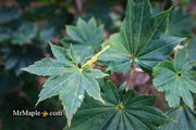 - FOR PICKUP ONLY | Acer shirasawanum 'Microphyllum' Full Moon Japanese Maple | DOES NOT SHIP - Mr Maple │ Buy Japanese Maple Trees