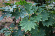 - FOR PICKUP ONLY | Acer shirasawanum 'Microphyllum' Full Moon Japanese Maple | DOES NOT SHIP - Mr Maple │ Buy Japanese Maple Trees