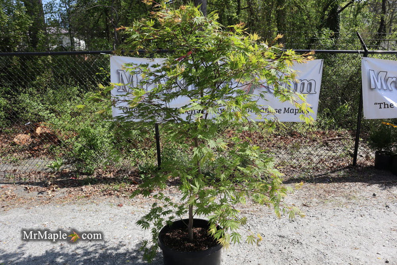 - FOR PICKUP ONLY | Acer shirasawanum 'Sensu' Full Moon Japanese Maple | DOES NOT SHIP - Mr Maple │ Buy Japanese Maple Trees