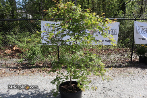 - FOR PICKUP ONLY | Acer shirasawanum 'Sensu' Full Moon Japanese Maple | DOES NOT SHIP - Mr Maple │ Buy Japanese Maple Trees