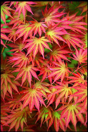 - FOR PICKUP ONLY | Acer shirasawanum 'Sensu' Full Moon Japanese Maple | DOES NOT SHIP - Mr Maple │ Buy Japanese Maple Trees
