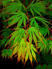 - FOR PICKUP ONLY | Acer shirasawanum 'Sensu' Full Moon Japanese Maple | DOES NOT SHIP - Mr Maple │ Buy Japanese Maple Trees