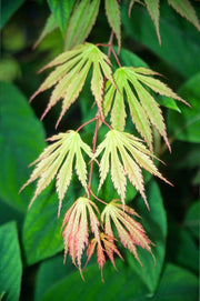 - FOR PICKUP ONLY | Acer shirasawanum 'Sensu' Full Moon Japanese Maple | DOES NOT SHIP - Mr Maple │ Buy Japanese Maple Trees