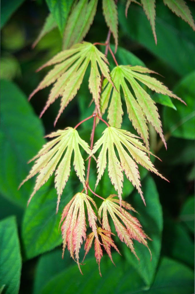 - FOR PICKUP ONLY | Acer shirasawanum 'Sensu' Full Moon Japanese Maple | DOES NOT SHIP - Mr Maple │ Buy Japanese Maple Trees