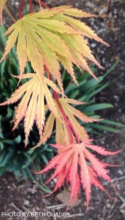 - FOR PICKUP ONLY | Acer shirasawanum 'Sensu' Full Moon Japanese Maple | DOES NOT SHIP - Mr Maple │ Buy Japanese Maple Trees