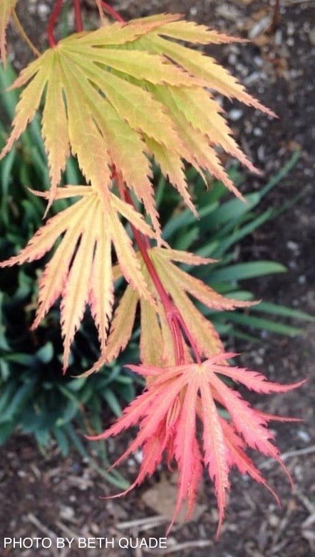 - FOR PICKUP ONLY | Acer shirasawanum 'Sensu' Full Moon Japanese Maple | DOES NOT SHIP - Mr Maple │ Buy Japanese Maple Trees