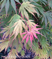- FOR PICKUP ONLY | Acer shirasawanum 'Sensu' Full Moon Japanese Maple | DOES NOT SHIP - Mr Maple │ Buy Japanese Maple Trees