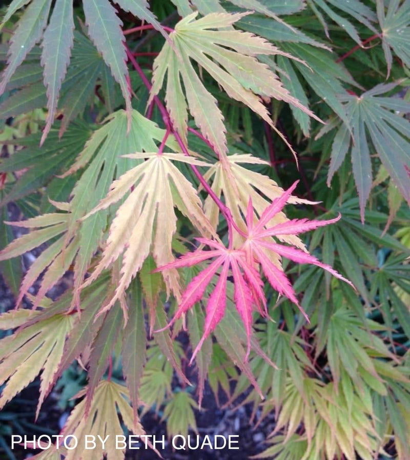 - FOR PICKUP ONLY | Acer shirasawanum 'Sensu' Full Moon Japanese Maple | DOES NOT SHIP - Mr Maple │ Buy Japanese Maple Trees