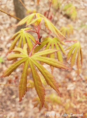 - FOR PICKUP ONLY | Acer shirasawanum 'Sensu' Full Moon Japanese Maple | DOES NOT SHIP - Mr Maple │ Buy Japanese Maple Trees