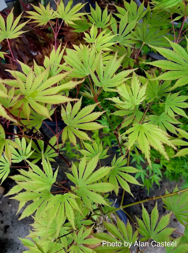 - FOR PICKUP ONLY | Acer shirasawanum 'Sensu' Full Moon Japanese Maple | DOES NOT SHIP - Mr Maple │ Buy Japanese Maple Trees