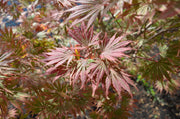 - FOR PICKUP ONLY | Acer shirasawanum 'Sensu' Full Moon Japanese Maple | DOES NOT SHIP - Mr Maple │ Buy Japanese Maple Trees
