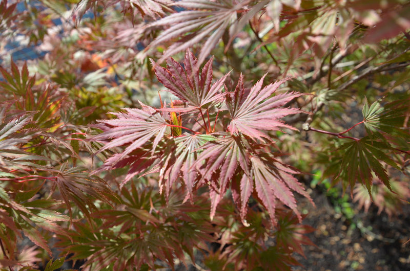 - FOR PICKUP ONLY | Acer shirasawanum 'Sensu' Full Moon Japanese Maple | DOES NOT SHIP - Mr Maple │ Buy Japanese Maple Trees