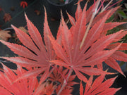 - FOR PICKUP ONLY | Acer shirasawanum 'Sensu' Full Moon Japanese Maple | DOES NOT SHIP - Mr Maple │ Buy Japanese Maple Trees