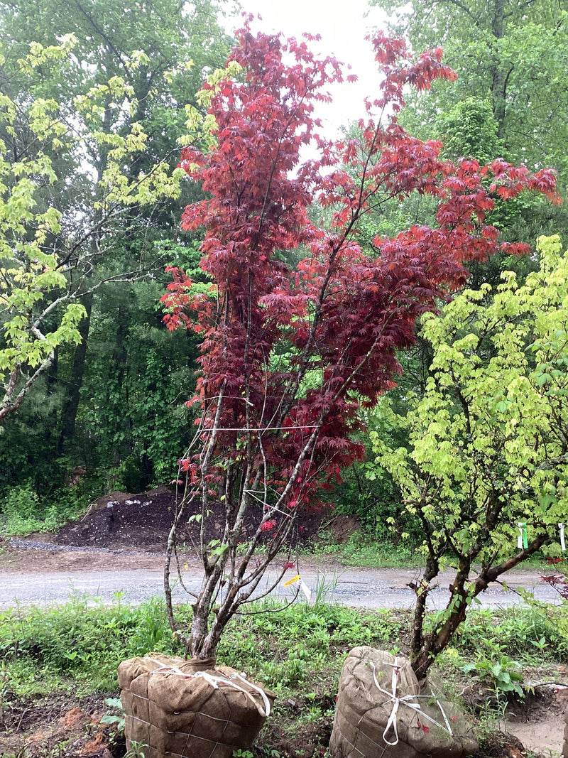 - FOR PICKUP ONLY | Acer shirasawanum x palmatum 'Red Dawn' Japanese Maple | DOES NOT SHIP - Mr Maple │ Buy Japanese Maple Trees