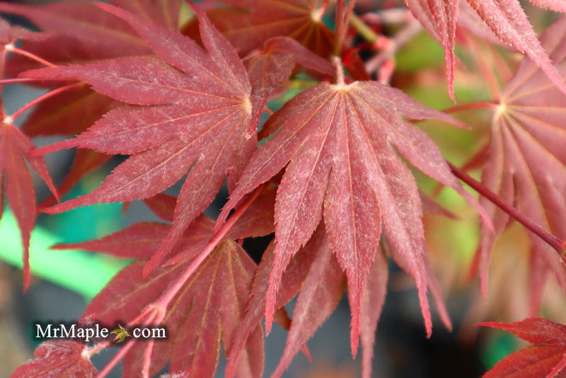 - FOR PICKUP ONLY | Acer shirasawanum x palmatum 'Red Dawn' Japanese Maple | DOES NOT SHIP - Mr Maple │ Buy Japanese Maple Trees