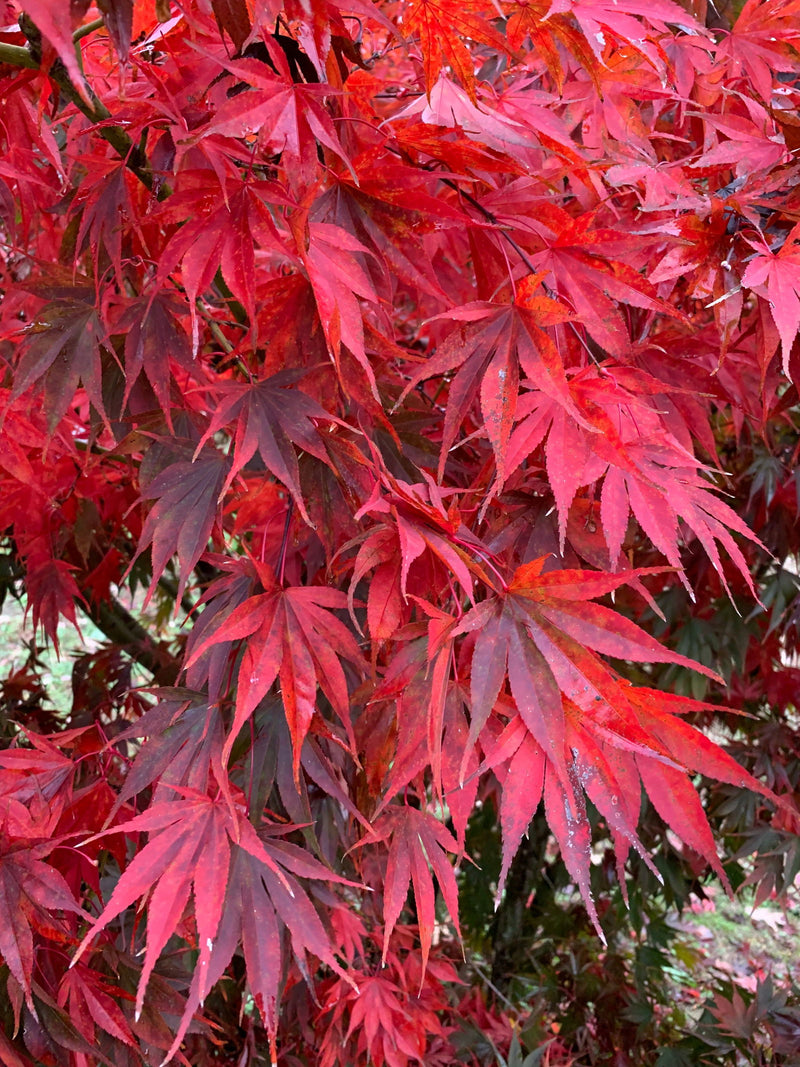 - FOR PICKUP ONLY | Acer shirasawanum x palmatum 'Red Dawn' Japanese Maple | DOES NOT SHIP - Mr Maple │ Buy Japanese Maple Trees