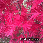 - FOR PICKUP ONLY | Acer shirasawanum x palmatum 'Red Dawn' Japanese Maple | DOES NOT SHIP - Mr Maple │ Buy Japanese Maple Trees
