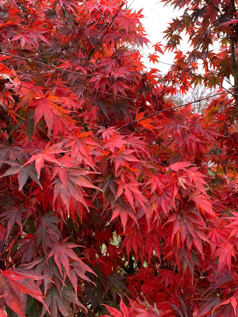 - FOR PICKUP ONLY | Acer shirasawanum x palmatum 'Red Dawn' Japanese Maple | DOES NOT SHIP - Mr Maple │ Buy Japanese Maple Trees