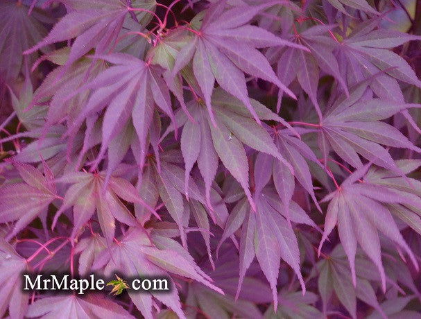 - FOR PICKUP ONLY | Acer shirasawanum x palmatum 'Red Dawn' Japanese Maple | DOES NOT SHIP - Mr Maple │ Buy Japanese Maple Trees
