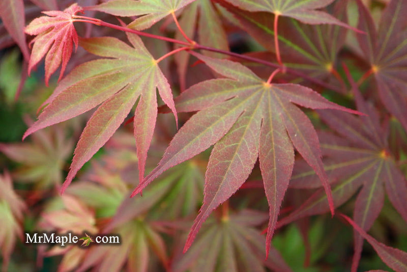 - FOR PICKUP ONLY | Acer shirasawanum x palmatum 'Red Dawn' Japanese Maple | DOES NOT SHIP - Mr Maple │ Buy Japanese Maple Trees