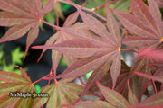 - FOR PICKUP ONLY | Acer shirasawanum x palmatum 'Red Dawn' Japanese Maple | DOES NOT SHIP - Mr Maple │ Buy Japanese Maple Trees