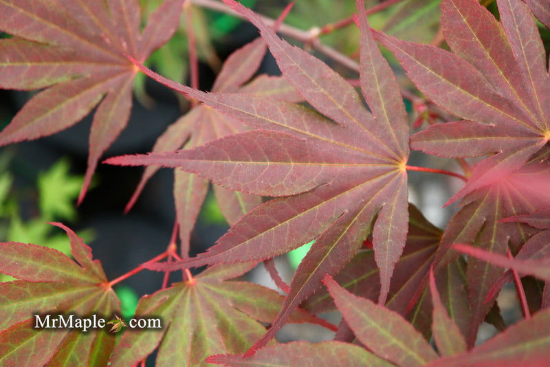 - FOR PICKUP ONLY | Acer shirasawanum x palmatum 'Red Dawn' Japanese Maple | DOES NOT SHIP - Mr Maple │ Buy Japanese Maple Trees