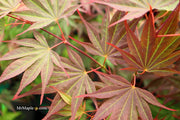 - FOR PICKUP ONLY | Acer shirasawanum x palmatum 'Red Dawn' Japanese Maple | DOES NOT SHIP - Mr Maple │ Buy Japanese Maple Trees