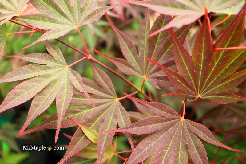 - FOR PICKUP ONLY | Acer shirasawanum x palmatum 'Red Dawn' Japanese Maple | DOES NOT SHIP - Mr Maple │ Buy Japanese Maple Trees