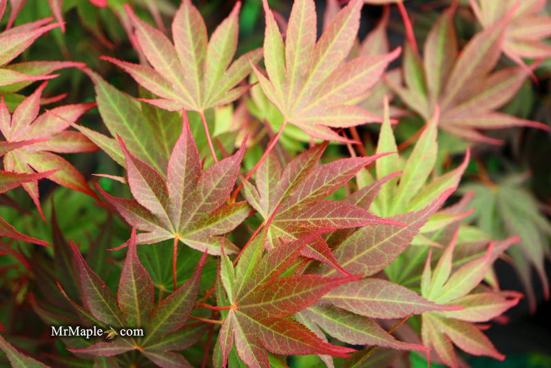 - FOR PICKUP ONLY | Acer shirasawanum x palmatum 'Red Dawn' Japanese Maple | DOES NOT SHIP - Mr Maple │ Buy Japanese Maple Trees