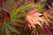 - FOR PICKUP ONLY | Acer shirasawanum x palmatum 'Red Dawn' Japanese Maple | DOES NOT SHIP - Mr Maple │ Buy Japanese Maple Trees
