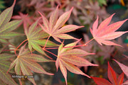 - FOR PICKUP ONLY | Acer shirasawanum x palmatum 'Red Dawn' Japanese Maple | DOES NOT SHIP - Mr Maple │ Buy Japanese Maple Trees