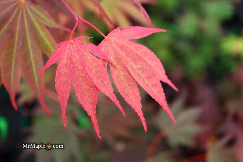 - FOR PICKUP ONLY | Acer shirasawanum x palmatum 'Red Dawn' Japanese Maple | DOES NOT SHIP - Mr Maple │ Buy Japanese Maple Trees