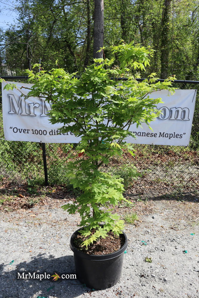 Buy Acer sieboldianum 'Kumoi nishiki' Variegated Full Moon