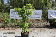 - FOR PICKUP ONLY | Acer sieboldianum 'Kumoi nishiki' Variegated Full Moon Japanese Maple | DOES NOT SHIP - Mr Maple │ Buy Japanese Maple Trees