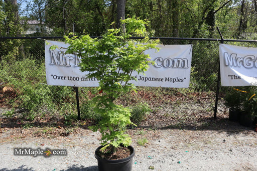 - FOR PICKUP ONLY | Acer sieboldianum 'Kumoi nishiki' Variegated Full Moon Japanese Maple | DOES NOT SHIP - Mr Maple │ Buy Japanese Maple Trees