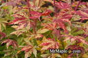 - FOR PICKUP ONLY | Acer sieboldianum 'Kumoi nishiki' Variegated Full Moon Japanese Maple | DOES NOT SHIP - Mr Maple │ Buy Japanese Maple Trees