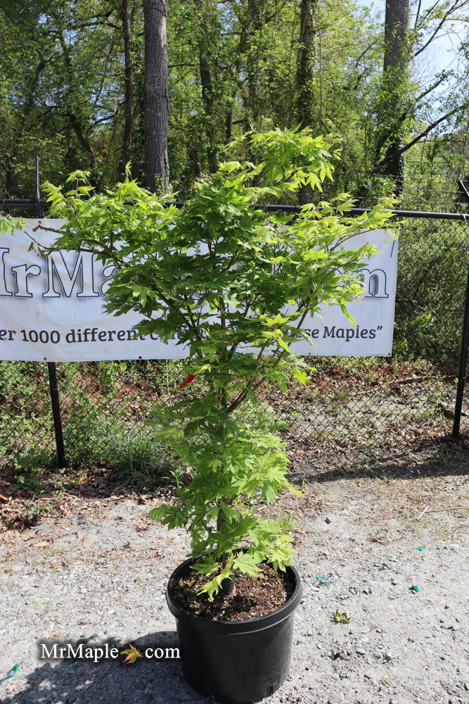 - FOR PICKUP ONLY | Acer sieboldianum 'Kumoi nishiki' Variegated Full Moon Japanese Maple | DOES NOT SHIP - Mr Maple │ Buy Japanese Maple Trees