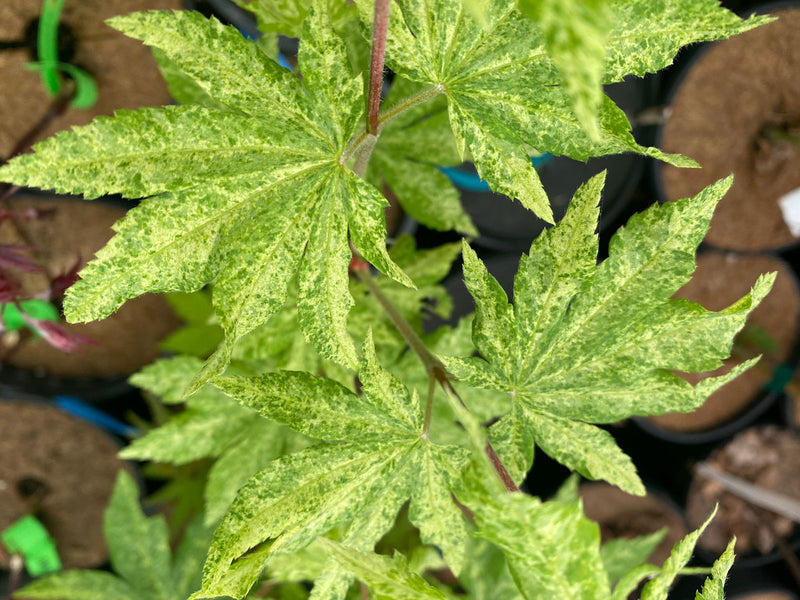 - FOR PICKUP ONLY | Acer sieboldianum 'Kumoi nishiki' Variegated Full Moon Japanese Maple | DOES NOT SHIP - Mr Maple │ Buy Japanese Maple Trees