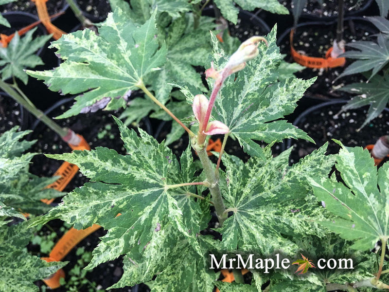 - FOR PICKUP ONLY | Acer sieboldianum 'Kumoi nishiki' Variegated Full Moon Japanese Maple | DOES NOT SHIP - Mr Maple │ Buy Japanese Maple Trees