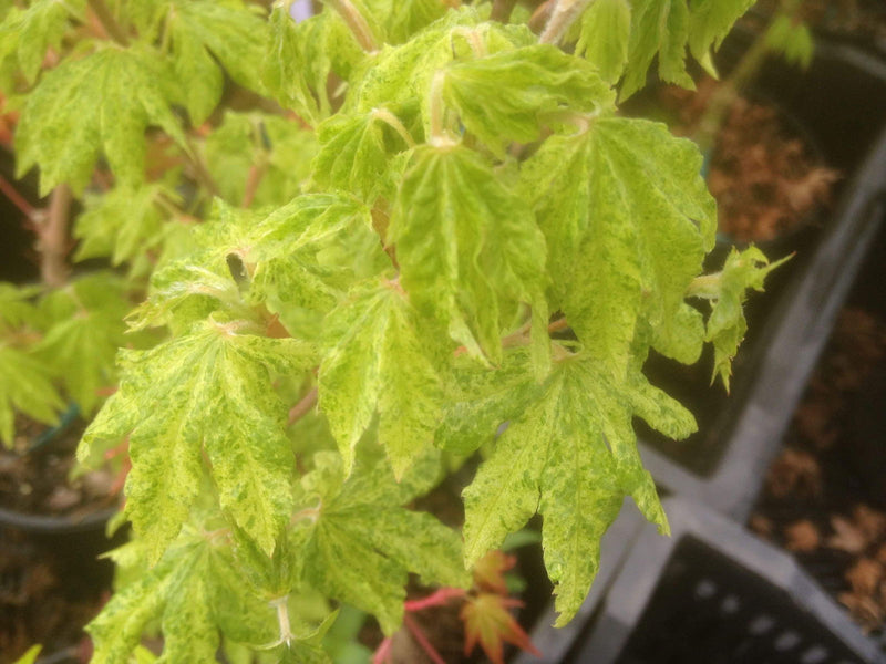 - FOR PICKUP ONLY | Acer sieboldianum 'Kumoi nishiki' Variegated Full Moon Japanese Maple | DOES NOT SHIP - Mr Maple │ Buy Japanese Maple Trees
