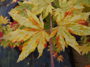 - FOR PICKUP ONLY | Acer sieboldianum 'Kumoi nishiki' Variegated Full Moon Japanese Maple | DOES NOT SHIP - Mr Maple │ Buy Japanese Maple Trees