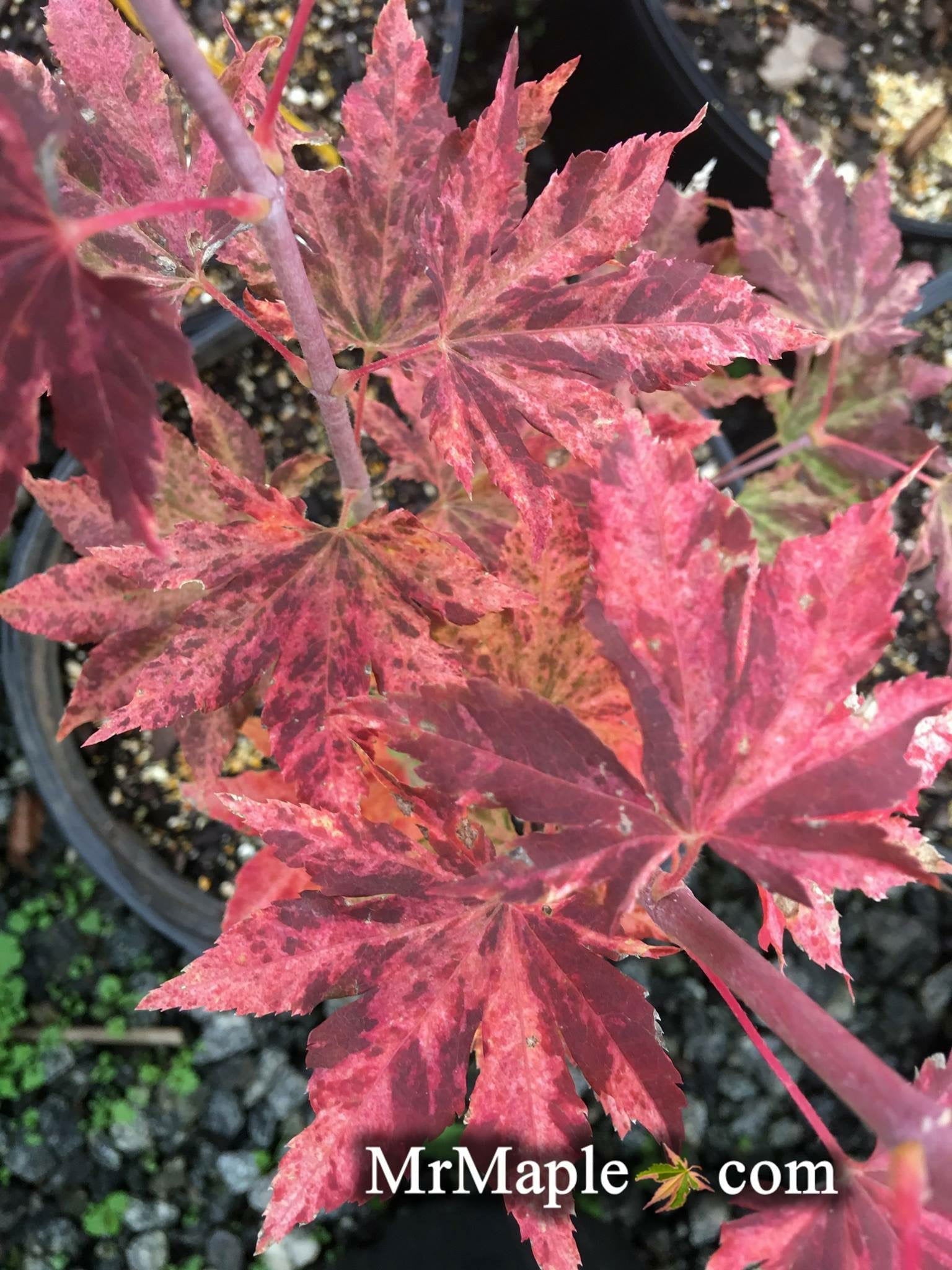 【銘木見本帖（126樹種）】 Buy Acer sieboldianum 'Kumoi nishiki' Variegated Full Moon