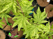 - FOR PICKUP ONLY | Acer sieboldianum 'Kumoi nishiki' Variegated Full Moon Japanese Maple | DOES NOT SHIP - Mr Maple │ Buy Japanese Maple Trees
