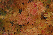 - FOR PICKUP ONLY | Acer sieboldianum 'Kumoi nishiki' Variegated Full Moon Japanese Maple | DOES NOT SHIP - Mr Maple │ Buy Japanese Maple Trees