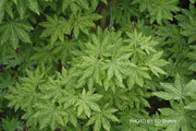- FOR PICKUP ONLY | Acer sieboldianum 'Kumoi nishiki' Variegated Full Moon Japanese Maple | DOES NOT SHIP - Mr Maple │ Buy Japanese Maple Trees
