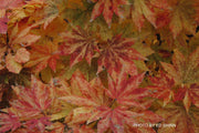 - FOR PICKUP ONLY | Acer sieboldianum 'Kumoi nishiki' Variegated Full Moon Japanese Maple | DOES NOT SHIP - Mr Maple │ Buy Japanese Maple Trees