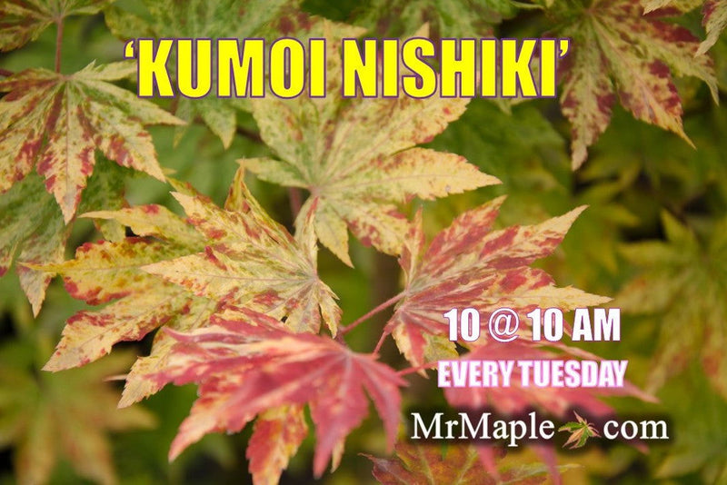 - FOR PICKUP ONLY | Acer sieboldianum 'Kumoi nishiki' Variegated Full Moon Japanese Maple | DOES NOT SHIP - Mr Maple │ Buy Japanese Maple Trees