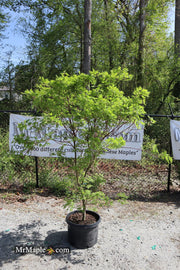 - FOR PICKUP ONLY | Acer sieboldianum 'Shoryu-no-tsume' Claw of the Dragon Full Moon Japanese Maple | DOES NOT SHIP - Mr Maple │ Buy Japanese Maple Trees